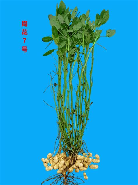 植物:a8qk1vr2gns= 花生